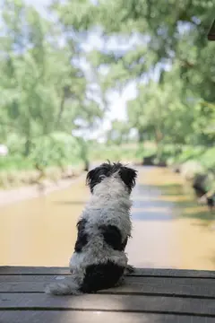 category_Pets & Animals